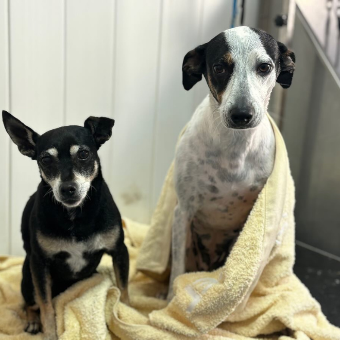 Centro veterinario Horche