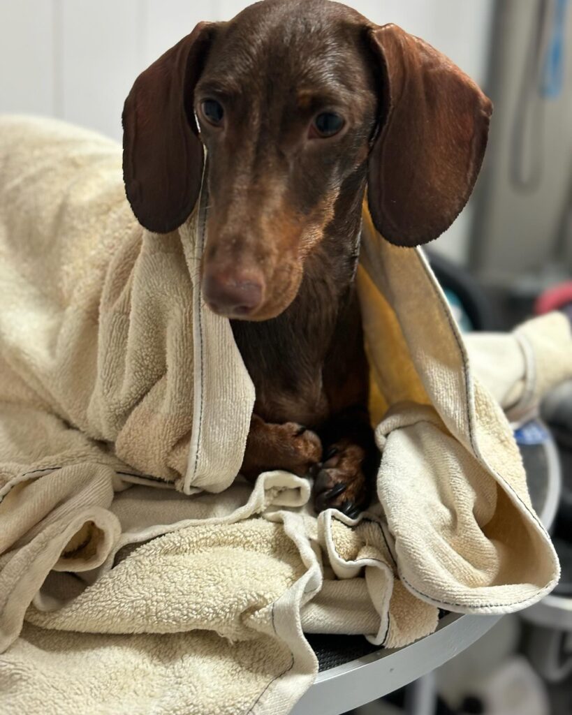 Centro veterinario Horche