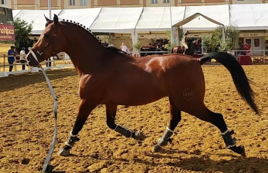 Centro veterinario Horche