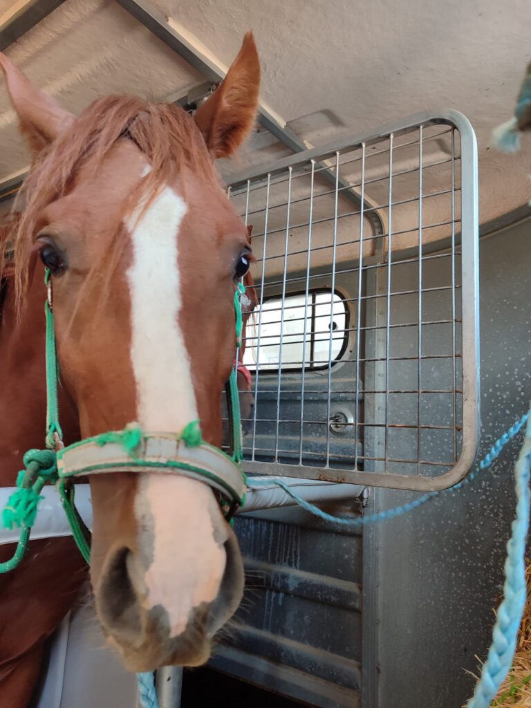 Centro veterinario Horche