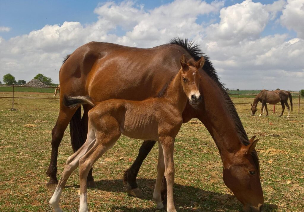 Centro veterinario Horche