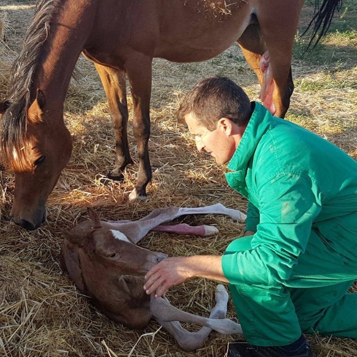 Centro veterinario Horche