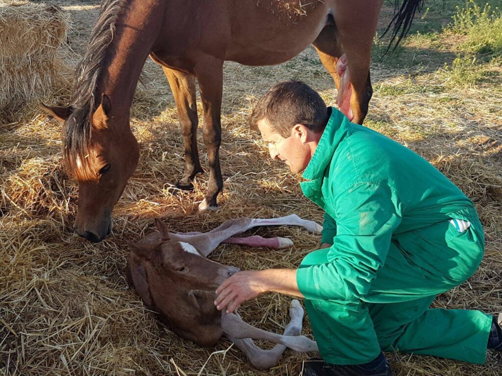 Centro veterinario Horche