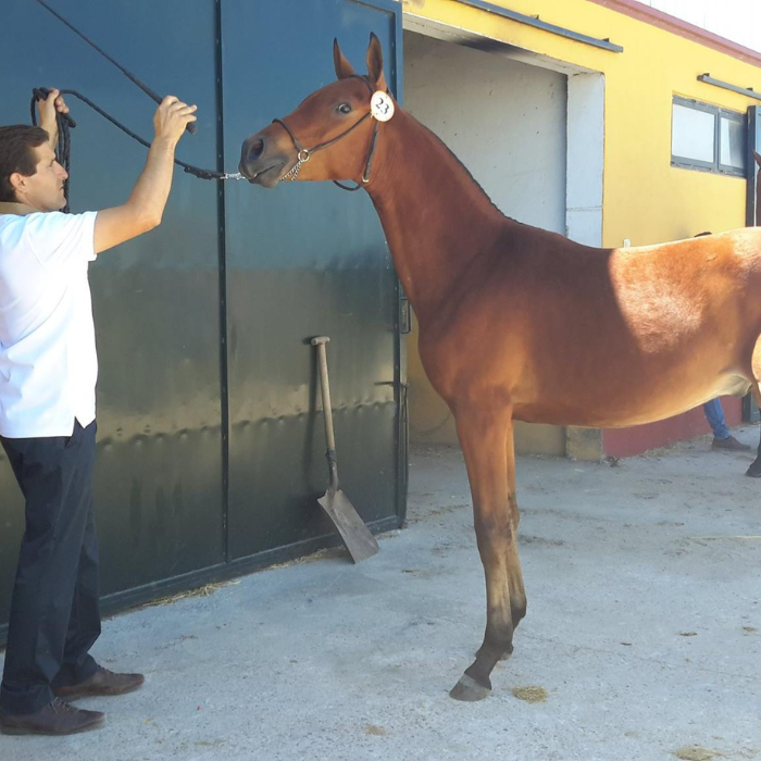 Centro veterinario Horche
