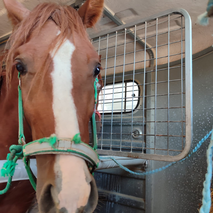 Centro veterinario Horche