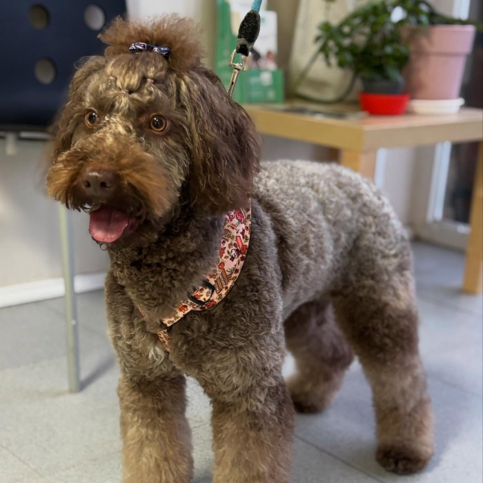 Centro veterinario Horche